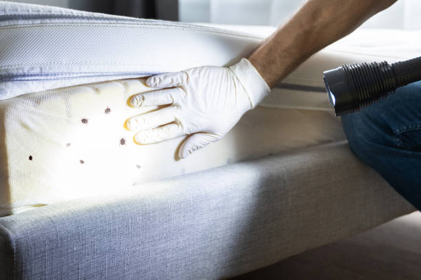 Best Ant Control Services  in Shrub Oak, NY