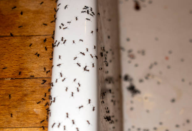 Pest Control Cost in Shrub Oak, NY